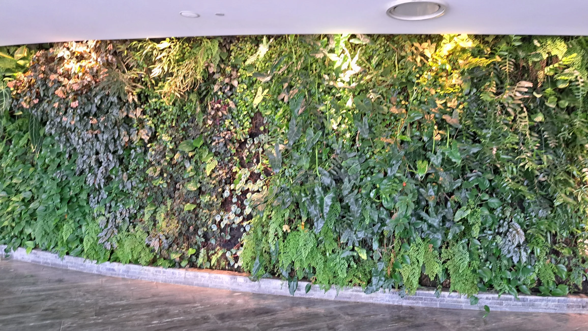 Vertikale Pflanzenwand im Qantas First Lounge